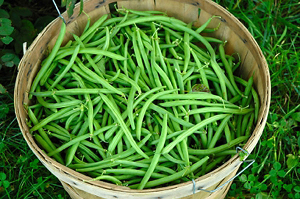 Vibrational Essence of Green Beans