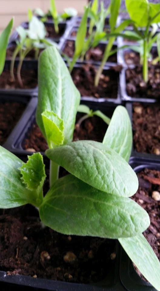 Starting Seedlings! Satisfying & Delicious