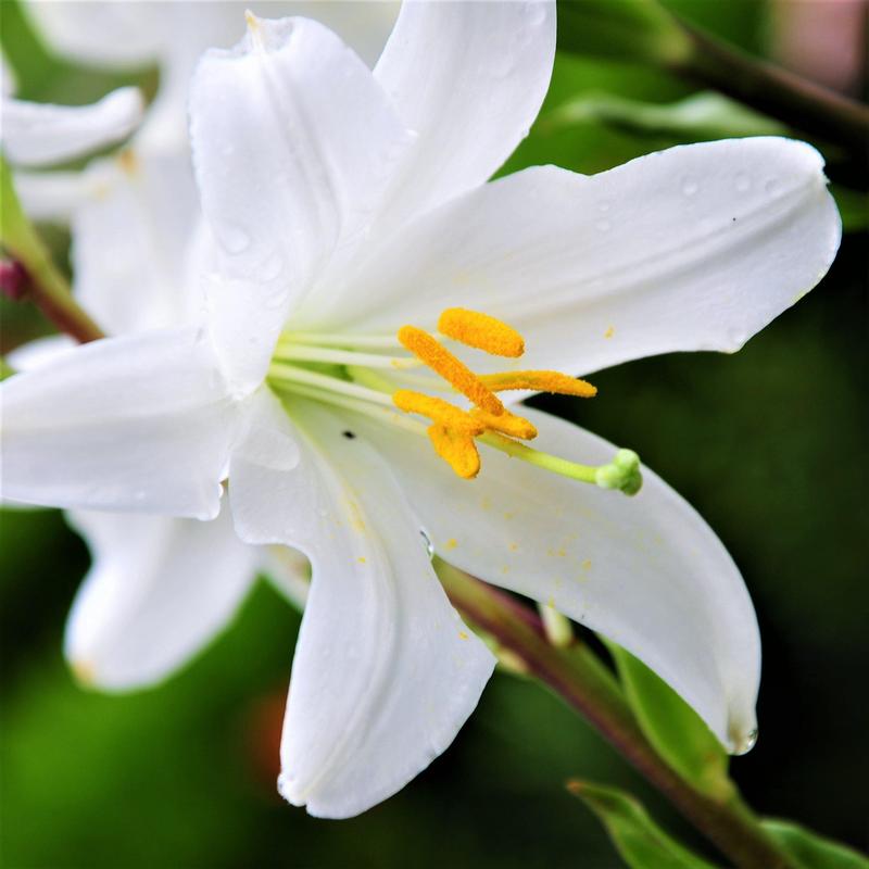 Easter Lilly Absolute - 25% Off (Organic)