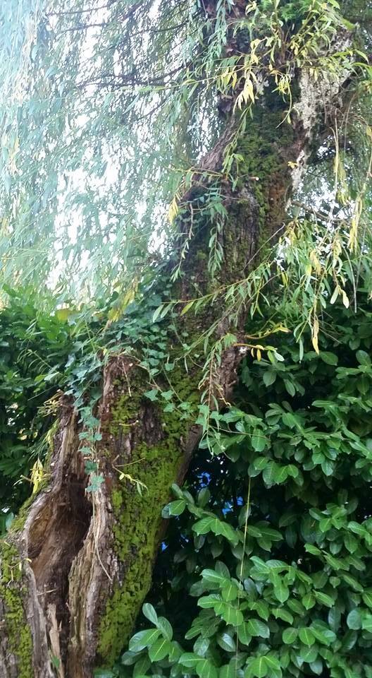 Weeping Willow Dryad Catalyst for: Discernment, untangling, understanding