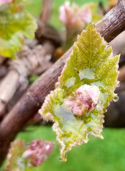 Grape Flower Essence | Pleasure, Receptivity & the Art of Savoring