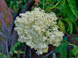 Elderflower Absolute - Sambucus nigra ssp. Caerulea