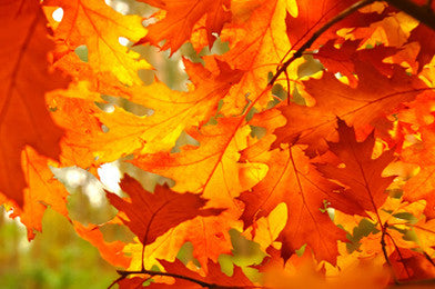 Autumn Leaves ~ Red