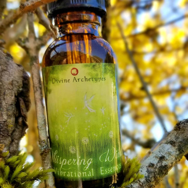 Forsythia Flower Essence