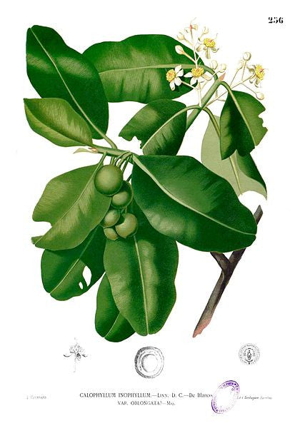 Foraha Oil (Calophyllum inophyllum)