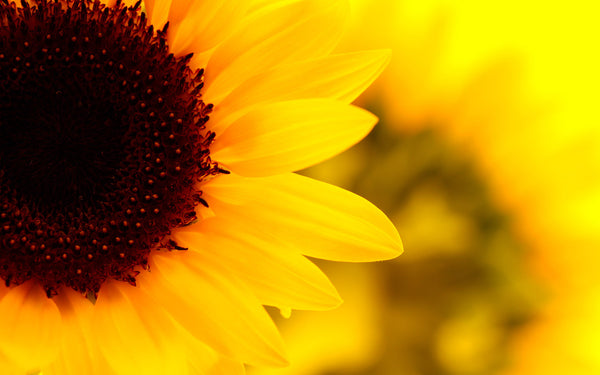 Sunflower Flower Essence