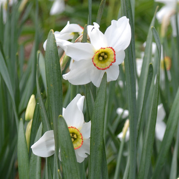Narcissus Absolute  ~ Narcissus poeticus (Organic)