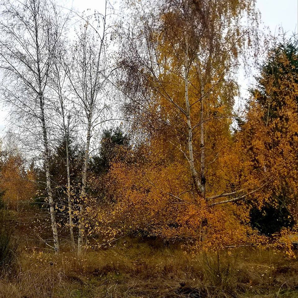 White Birch Vibrational Essence