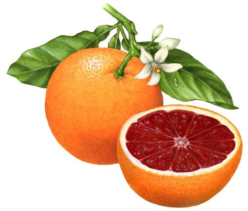Blood Orange Essential Oil ~ Citrus sinensis (Organic)