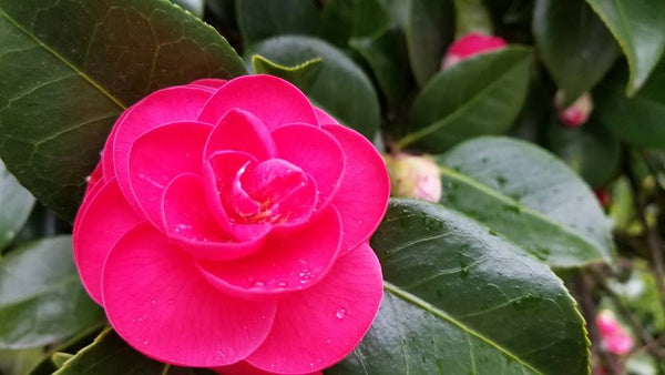 Limited Run - Camellia Cordial Flower Essence