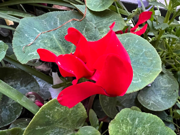 Cyclamen Absolute - Cyclamen europaeum