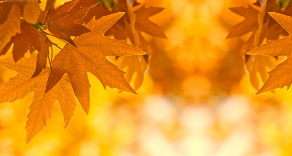 Autumn Leaves ~ Yellow