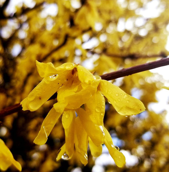 Forsythia Cordial Essence (Flower Essence)