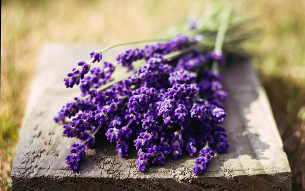 Lavender Essential Oil ~ Lavandula officinalis