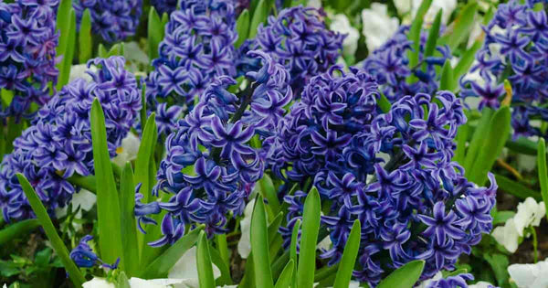 Hyacinth Absolute ~ Hyacinthus orientalis (Organic)