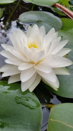 White Lotus Absolute - Nelumbo nucifera