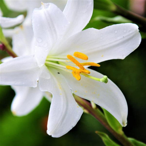 Lily Absolute ~ Lilium candidum (Organic)