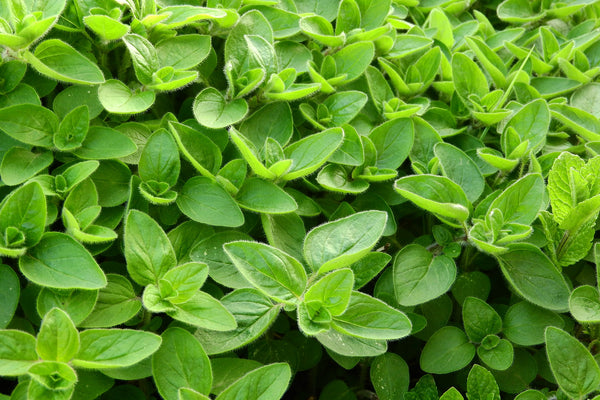 Sweet Marjoram Essential Oil ~ Origanum marjorana, M. hortenis