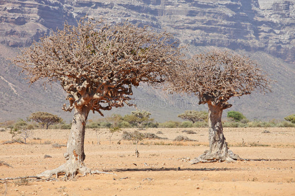 Myrrh Essential Oil ~ Commiphora myrrha (Organic)