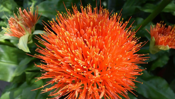 Safflower Flower Essence