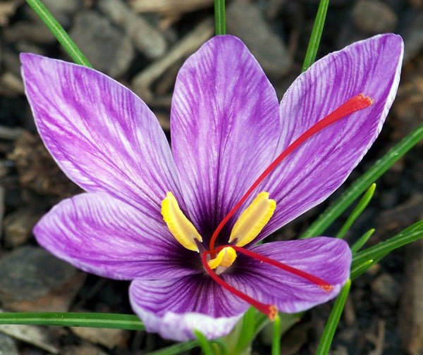 Saffron Oil  ~ Crocus sativus (Mascaraed)