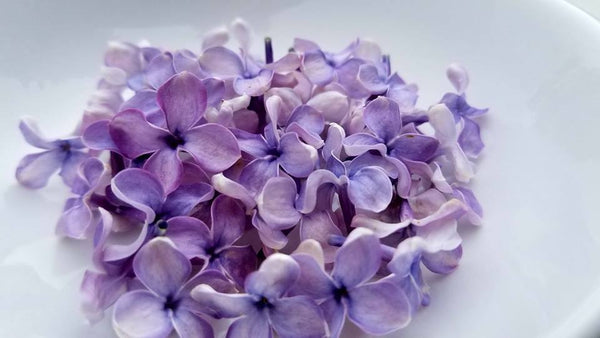 Lilac (Violet) Flower Essence